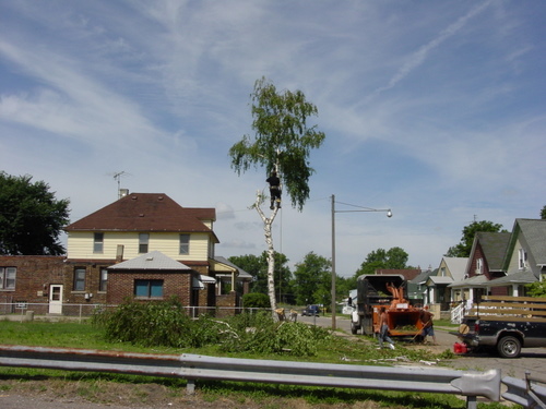 ./Gallery/2011 Bennet Lot Tree Removal/DSC06450.JPG
